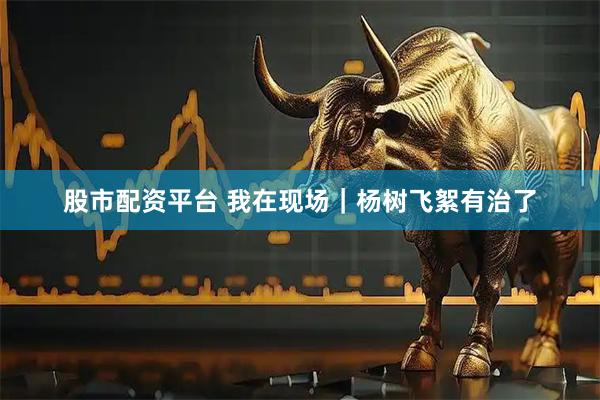 股市配资平台 我在现场｜杨树飞絮有治了